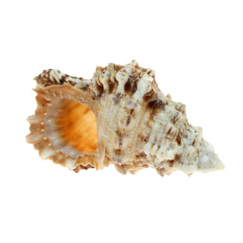 Concha Cymatium Raderi 10 cm