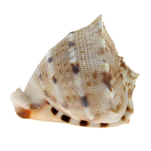 Concha Cassis Cornuta 9 cm